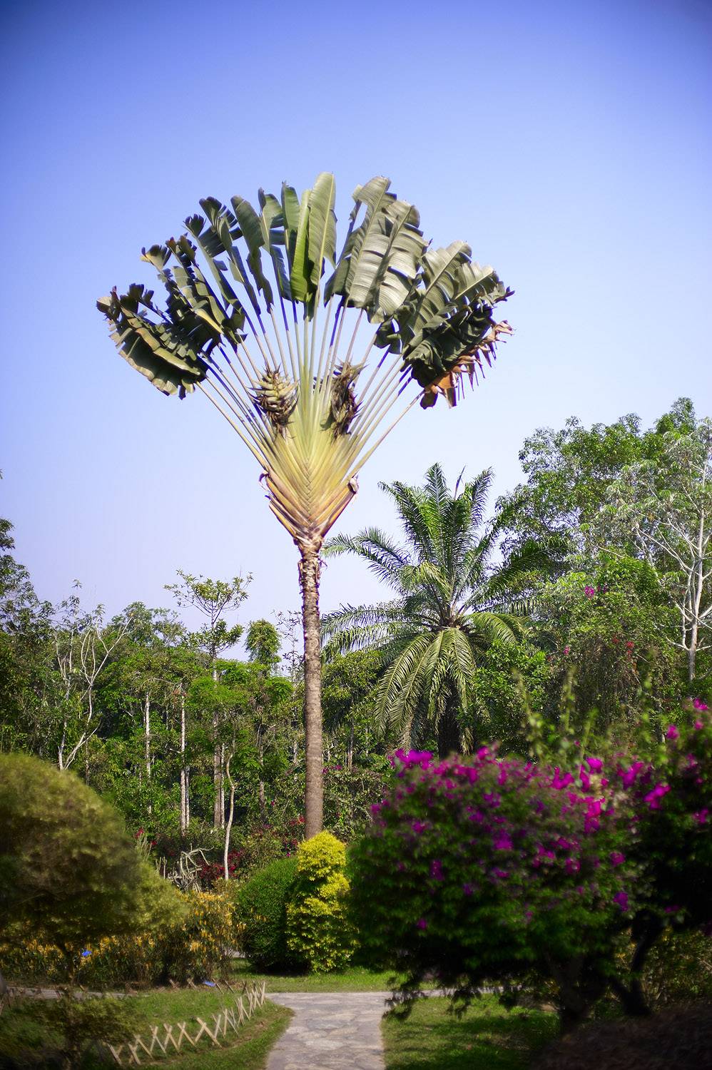 西双版纳植物园6